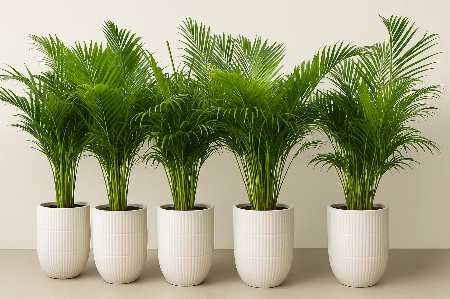 Areca Palm Holland 5pcs Office Plants Premium Bundle in Ceramic Pots