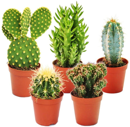 Ornamental Cactus Plant