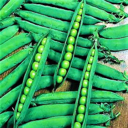 Beans Linoch Seeds Tin