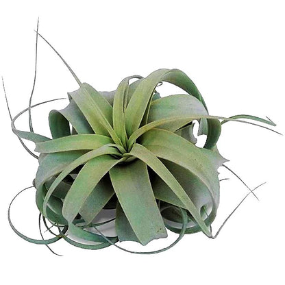 Tillandsia Xerographica Plant