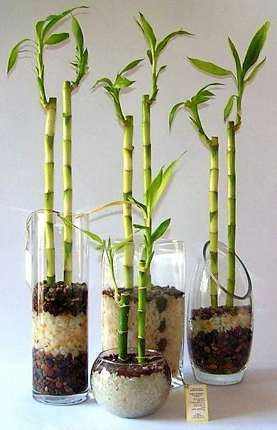Lucky Bamboo Plant - Dracaena Sanderiana