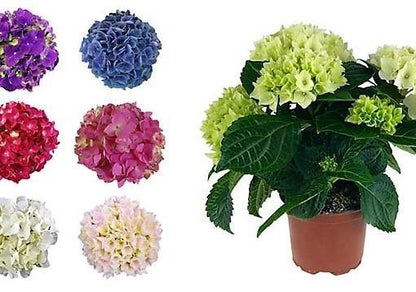 Hydrangea Plant (Mix)