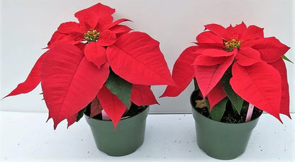 Euphorbia Pulcherrima (Titan Red), Poinsettia Plant