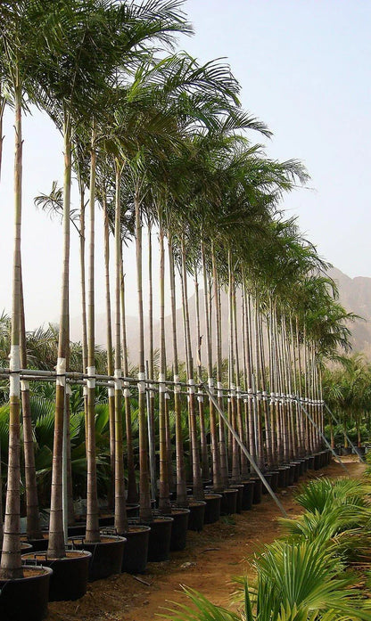 Carpentaria Palm, Carpentaria Acuminata