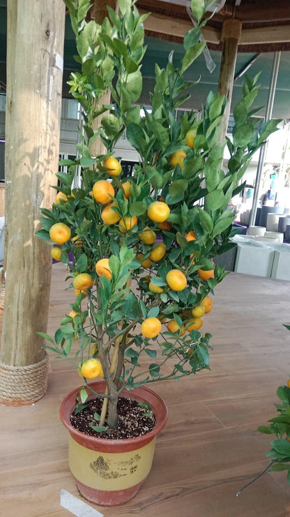 Mandarin orange Plant
