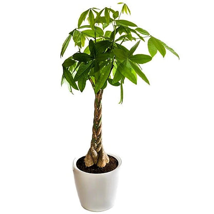 Money Tree (Twisted Trunk) - Pachira Aquatica