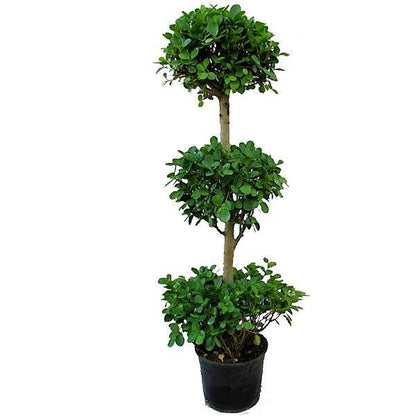 Ficus diversifolia “Three Heads”