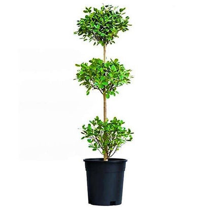 Ficus diversifolia “Three Heads”