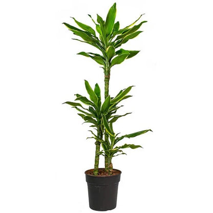 Dracaena Fragrans Golden Coast Plant