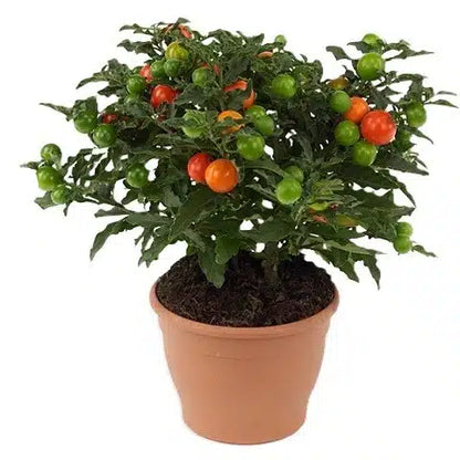 Jerusalem cherry, Solanum pseudocapsicum