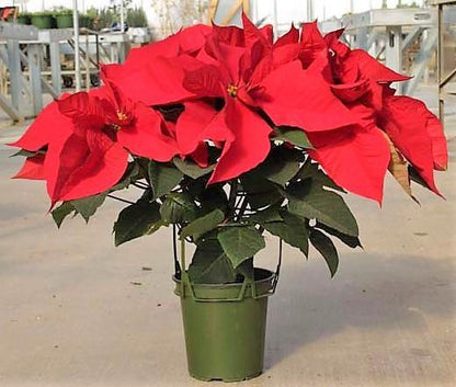 Euphorbia Pulcherrima (Titan Red), Poinsettia Plant