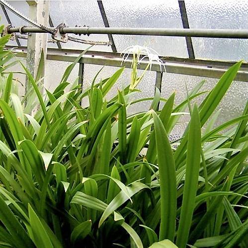 spider lily dubai Spider Lily, Hymenocallis Littoralis, Lilly – My Green Resort