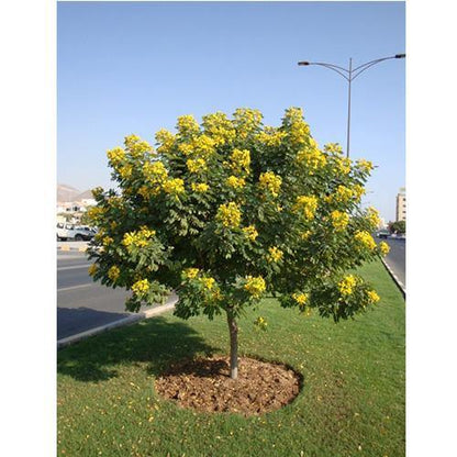 Cassia Surattensis, Scrambled Egg Plant