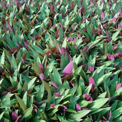 Rhoeo Discolor, Moses In The Cradle (small)