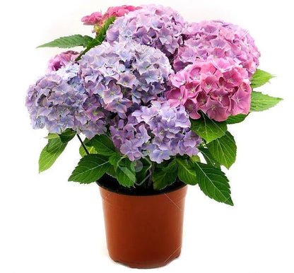 Hydrangea Plant (Mix)