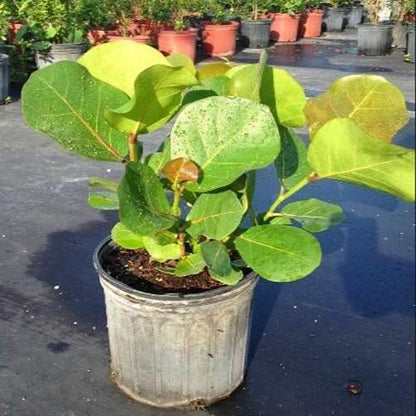 Coccoloba uvifera, Sea Grape