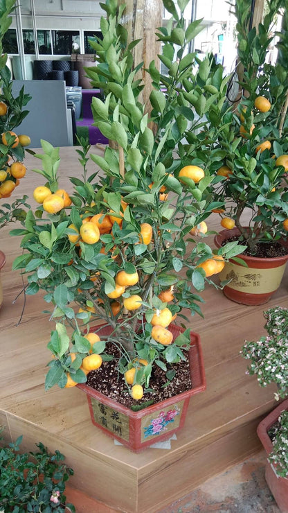 Mandarin orange Plant