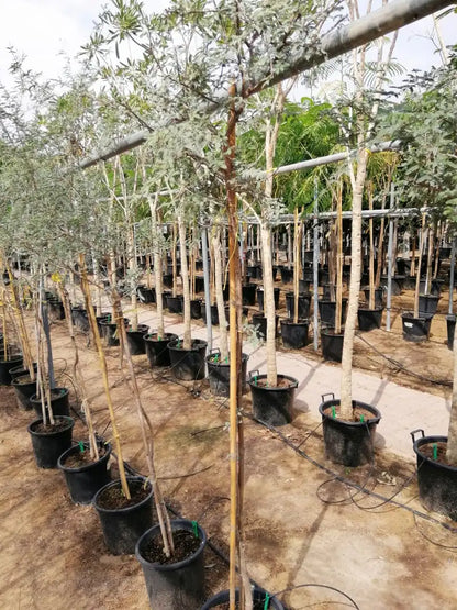 Ghaf Tree (Prosopis Cineraria)