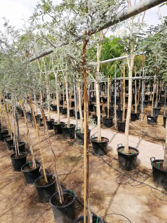 Ghaf Tree (Prosopis Cineraria)