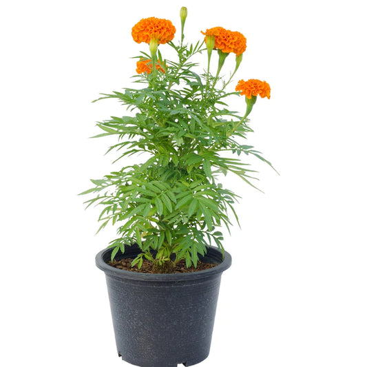 Marigold “Tagetes”