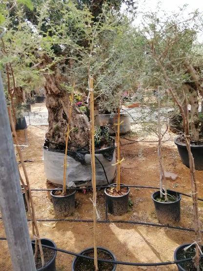 Ghaf Tree (Prosopis Cineraria)