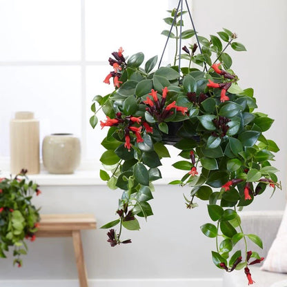 Mona Lisa Plant - Aeschynanthus - Lipstick