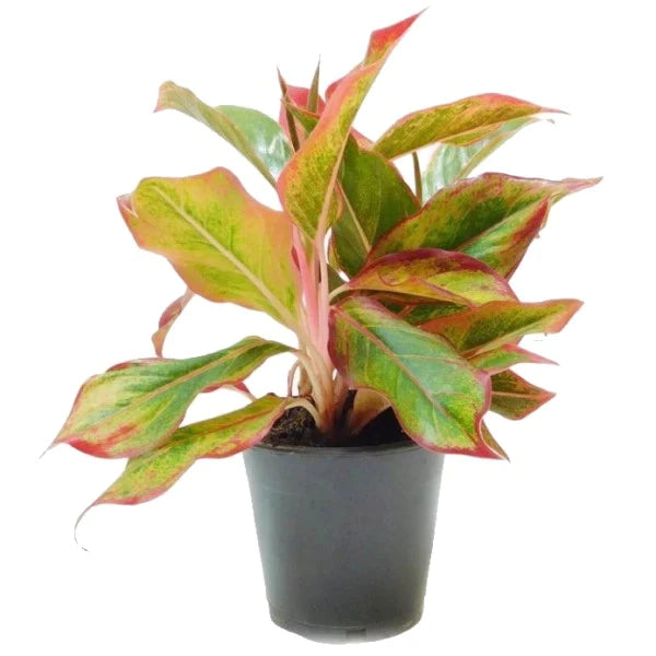 Aglaonema King of Siam Plant