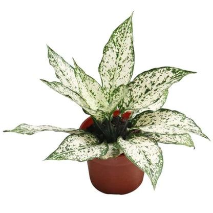 Aglaonema Spring Snow Plant