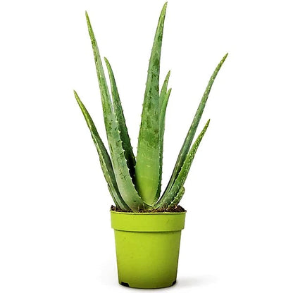 Aloe Vera, Medicina Aloe, Savila, Outdoor Plant