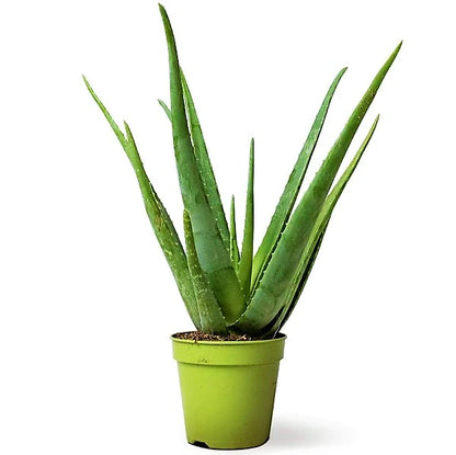 Aloe Vera, Medicina Aloe, Savila, Outdoor Plant
