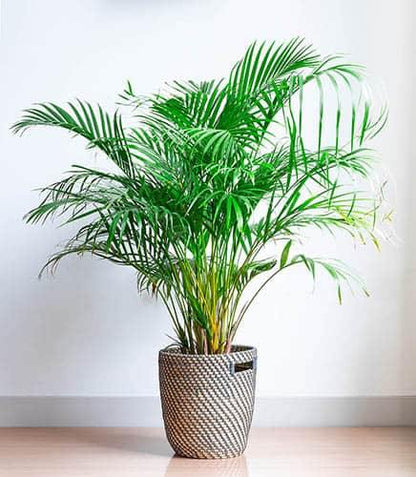 Areca Palm Plant - Indoor - Chrysalidocarpus lutescens