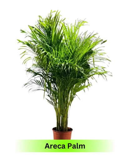 Areca Palm Plant - Indoor - Chrysalidocarpus lutescens