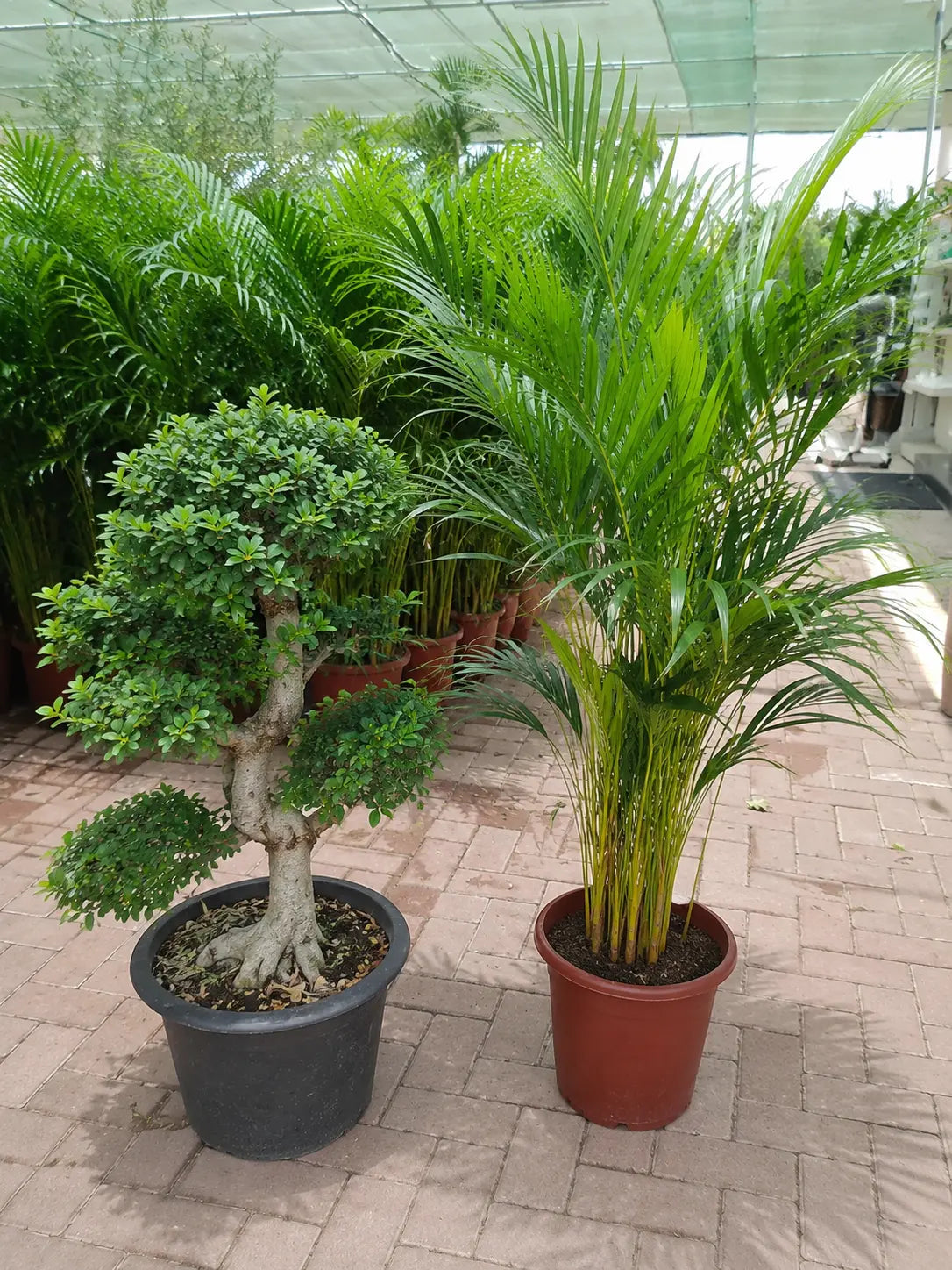 Areca and Bonsai Bundle in Ceramic pot