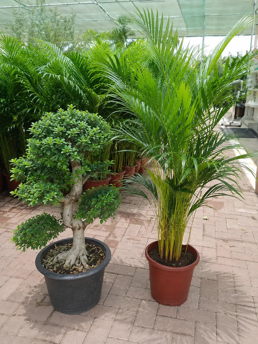 Areca and Bonsai Bundle in Ceramic pot