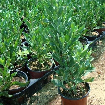Atriplex Semibaccata, Berry SaltBush
