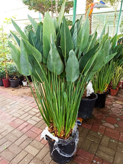 Bird of Paradise Outdoor Plant