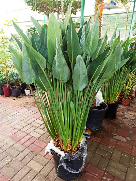 Bird of Paradise Outdoor Plant