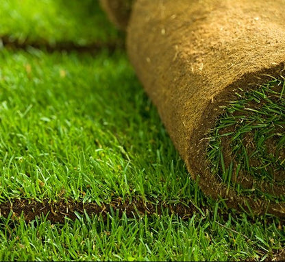 Natural Carpet Grass, American Bermuda)