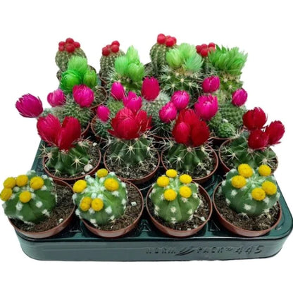 Ornamental Cactus Plant (Small)