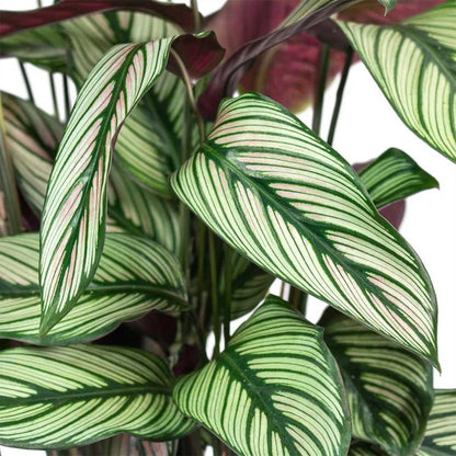 Calathea White Star, Majestic Calathea plant