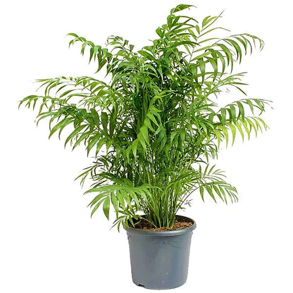 Parlour Palm - Bamboo Palm - Chamaedorea elegans