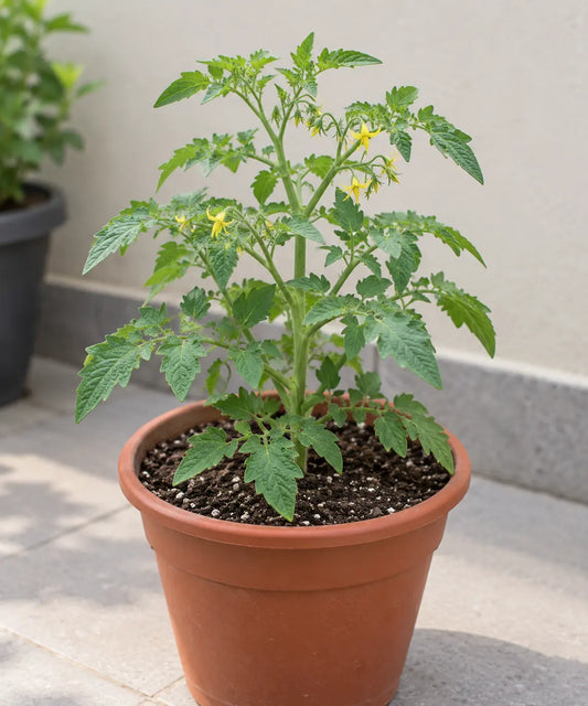 Tomato Plant