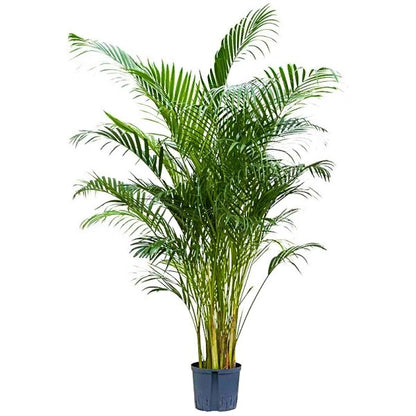 Areca Palm Plant - Indoor - Chrysalidocarpus lutescens