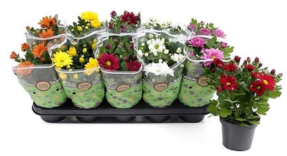 Chrysanthemum per plant