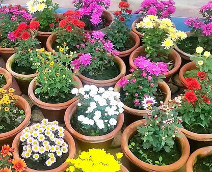Chrysanthemum per plant
