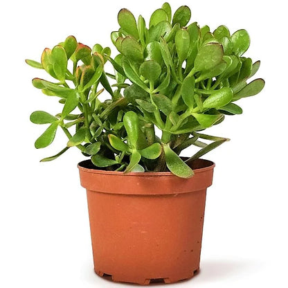 Money Tree - Dollar Plant - Jade Plant - Jade Tree