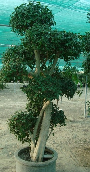 Ficus diversifolia “Three Heads”