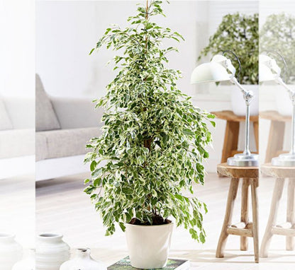 Twilight Plant, Ficus Benjamina