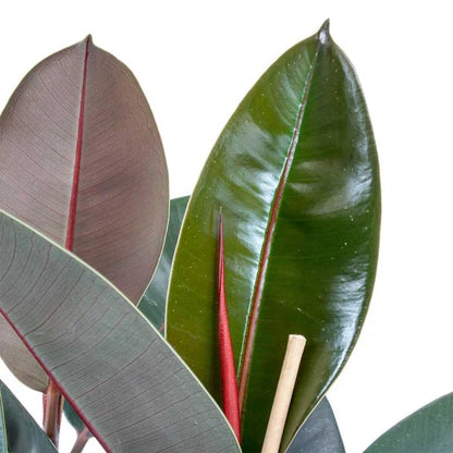 Ficus elastic Abidjan, Rubber