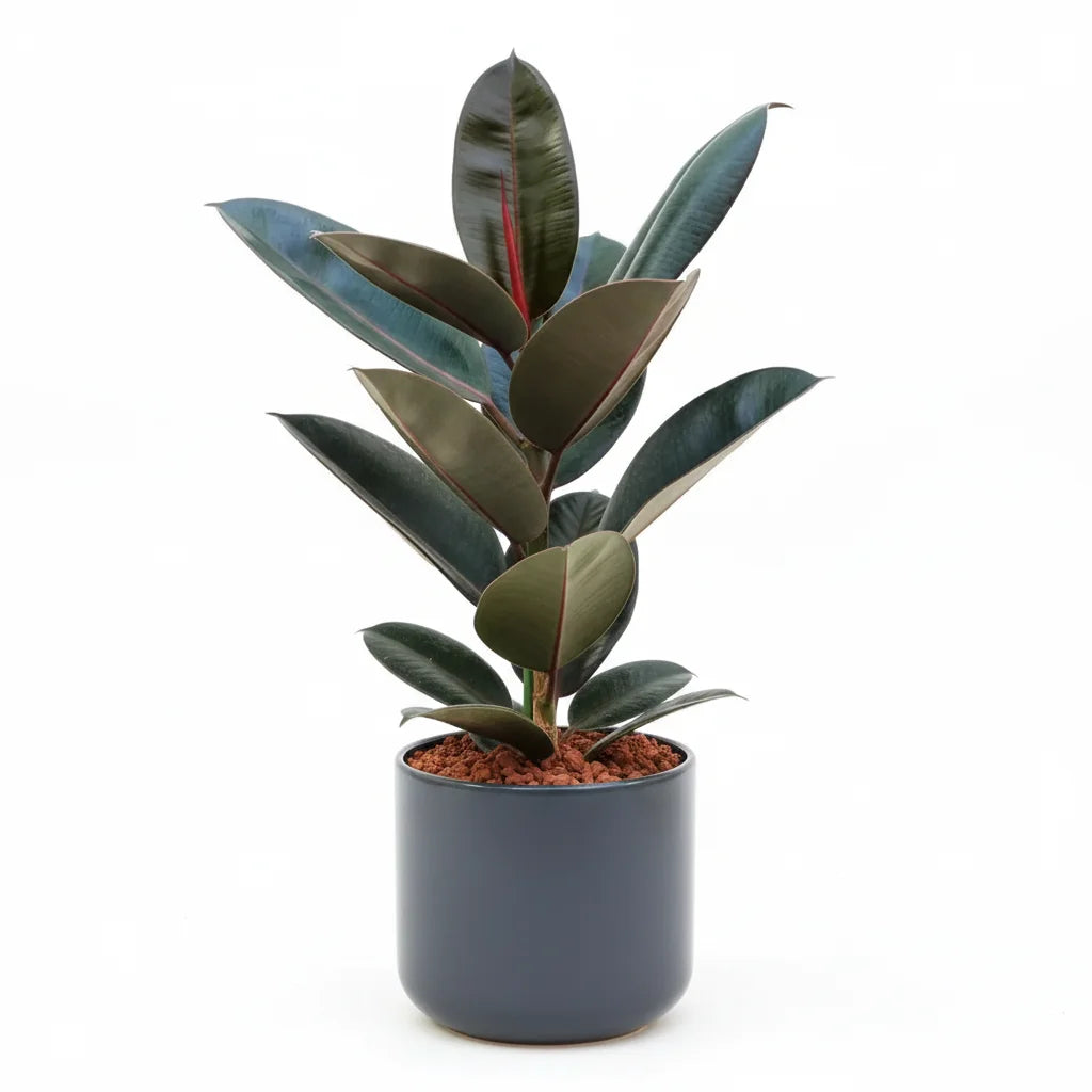 Ficus elastic Abidjan, Rubber